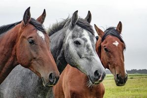 rideskole trondheim Hårstad hestesenter AS